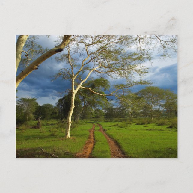 Fever Tree (Acacia Xanthophloea) By Dirt Track Postcard (Front)