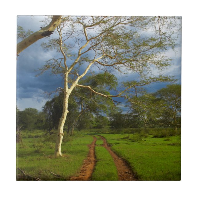 Fever Tree (Acacia Xanthophloea) By Dirt Track Tile (Front)