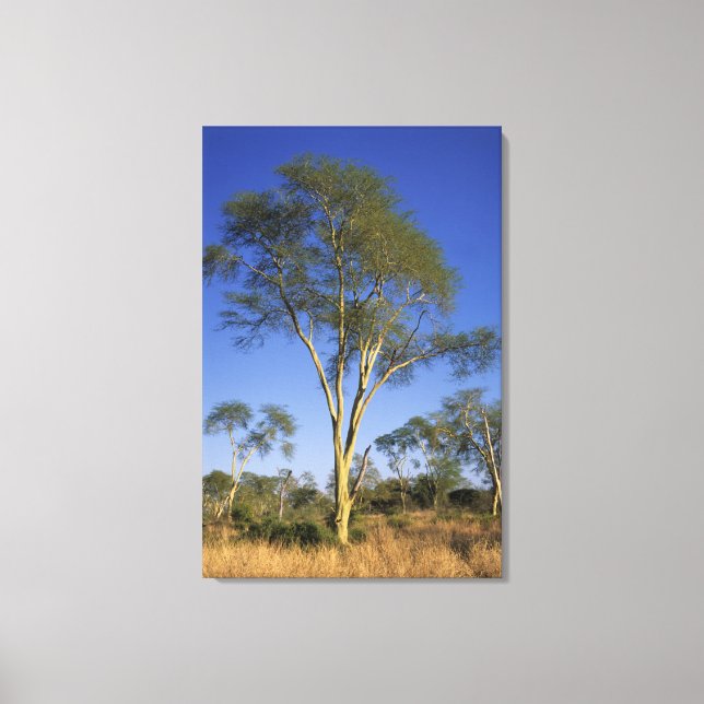 Fever Tree (Acacia Xanthophloea), Punda Maria Canvas Print (Front)