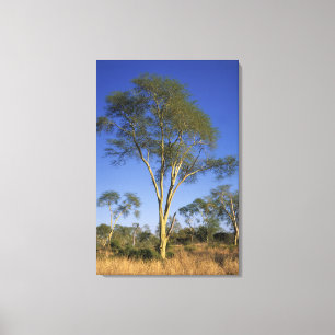 Fever Tree (Acacia Xanthophloea), Punda Maria Canvas Print
