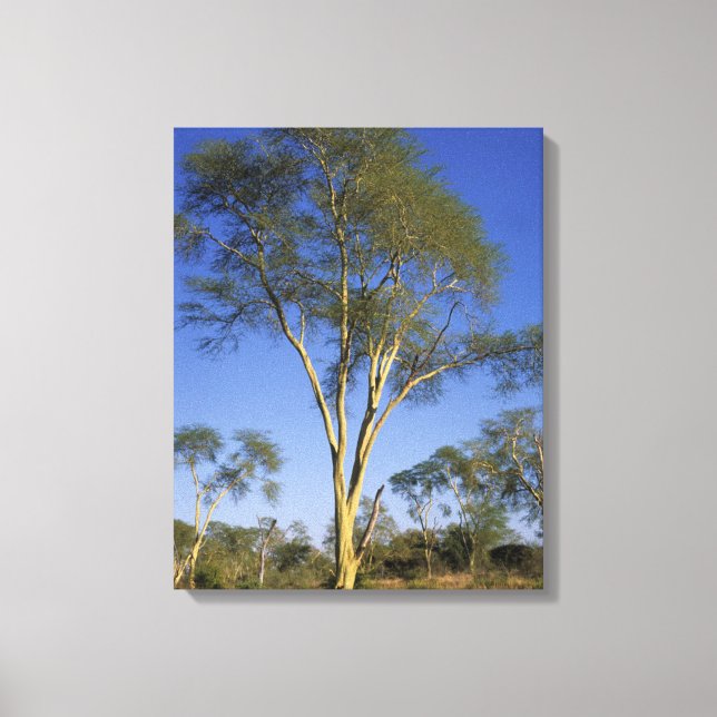 Fever Tree (Acacia Xanthophloea), Punda Maria Canvas Print (Front)