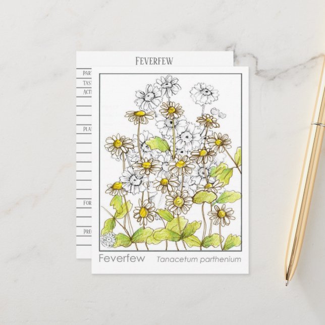 Feverfew Materia Medica Carte d'étude botanique (Devant/Arrière en situation)