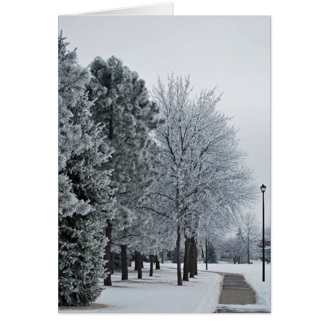 Février 2012 Hoar Frost Grand Forks, Dakota du Nor (Devant)