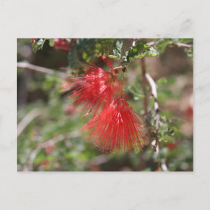 Fiary Duster Postcard