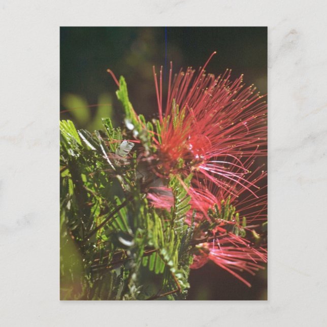 Fibred Red Flowers Postcard (Front)