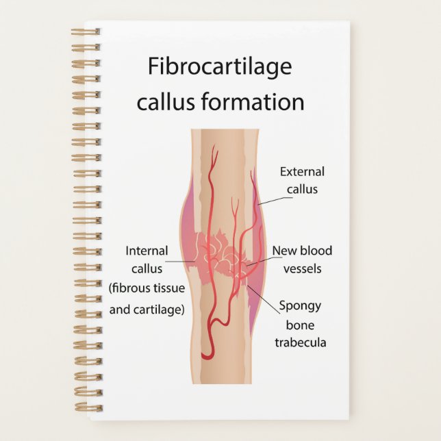 Fibrocartilage Formation de cales (Devant)