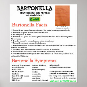 Fiche d'information Bartonella Poster