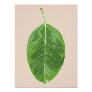 Ficus altissima 'Yellow Gem' leaf Poster