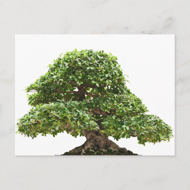 Ficus bonsai isolated postcard (Front)