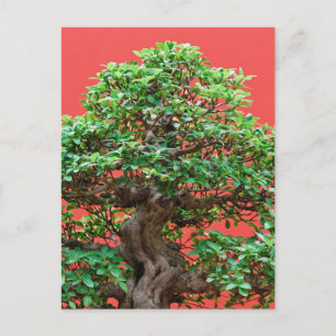 Ficus bonsai postcard