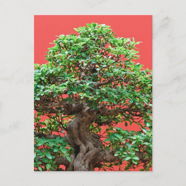 Ficus bonsai postcard (Front)