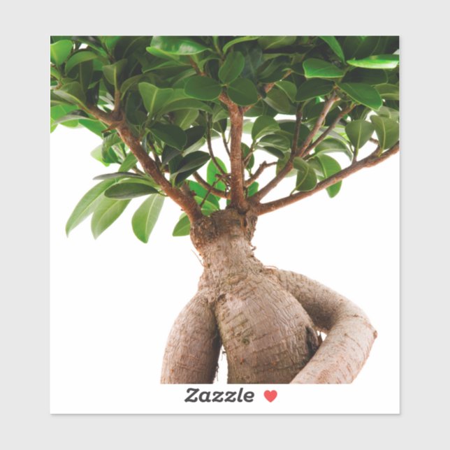 Ficus Ginseng (Sheet)