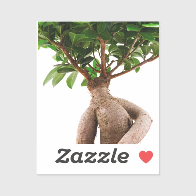 Ficus Ginseng (Sheet)