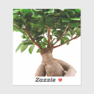 Ficus Ginseng