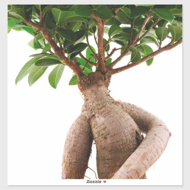Ficus Ginseng (Sheet)