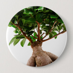 Ficus Ginseng 4 Inch Round Button