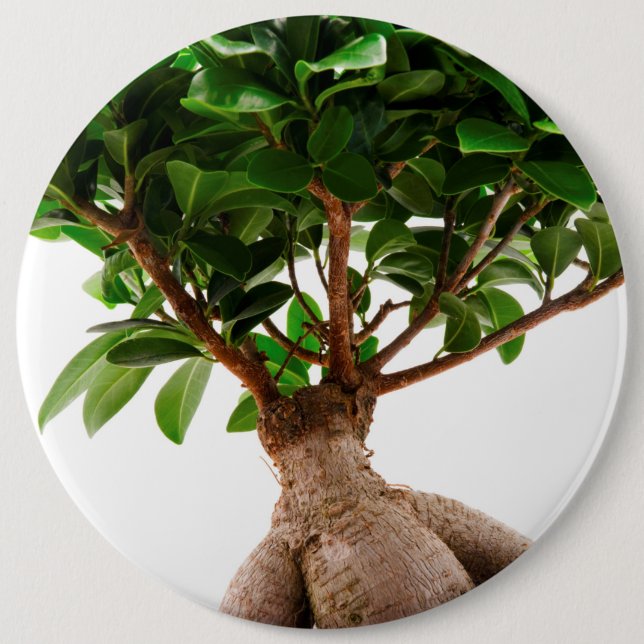 Ficus Ginseng 6 Inch Round Button (Front)