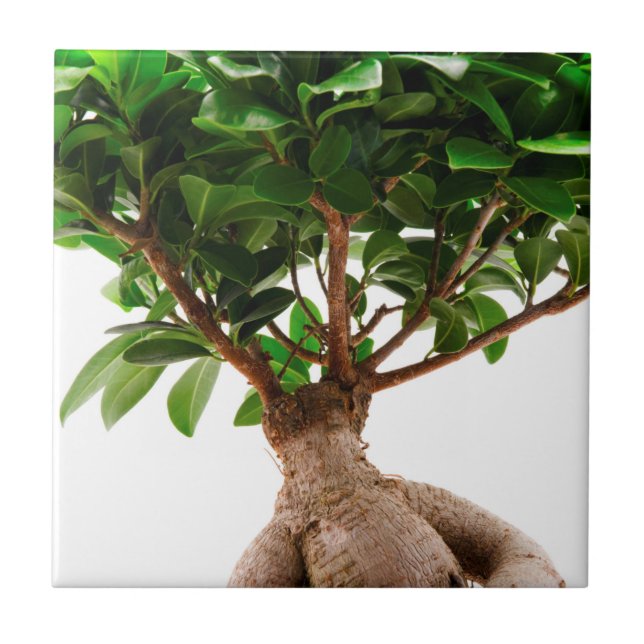 Ficus Ginseng Tile (Front)