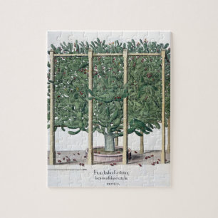 Ficus indica eystettensis, from the 'Hortus Eystet Jigsaw Puzzle