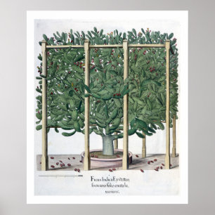 Ficus indica eystettensis, from the 'Hortus Eystet Poster