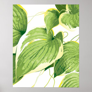 Ficus Plant 2 Poster