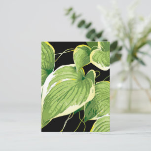 Ficus Plant 3 Postcard