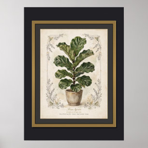 Fiddle-Leaf Fig Vintage Botanical Poster Framed