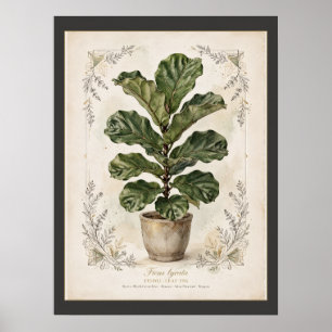 Fiddle-Leaf Fig Vintage Botanical Poster Matted