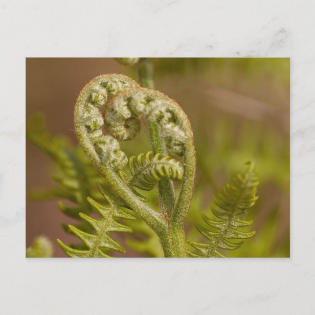 Fiddlehead Fern Heart Photo Postcard (Front)