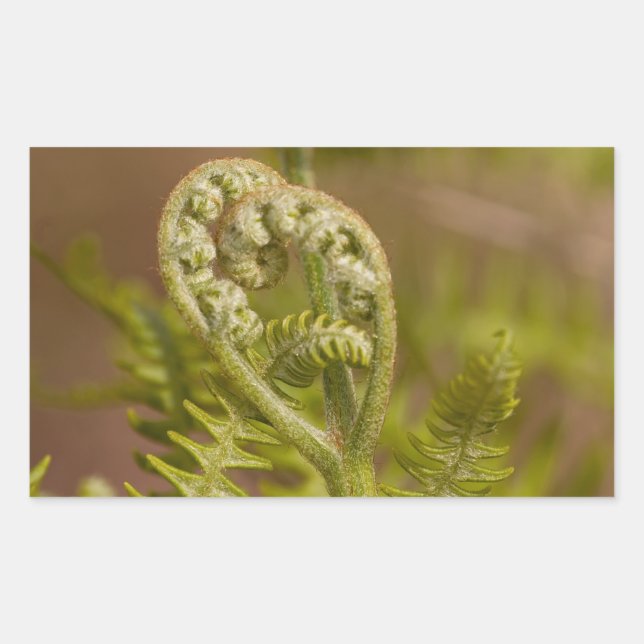 Fiddlehead Fern Heart Photo Sticker (Front)
