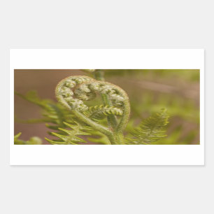 Fiddlehead Fern Heart Photo Sticker