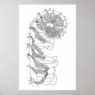 Fiddlehead Fern Illustration  Poster