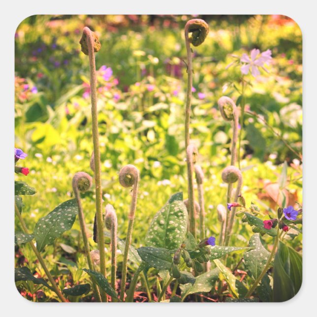 Fiddlehead Ferns And Flowers  Square Sticker (Front)