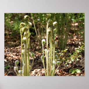 Fiddlehead Ferns In Spring Nature 3 Poster