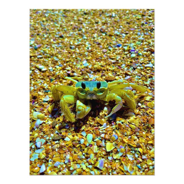 Fiddler Crab Photo Print (Front)