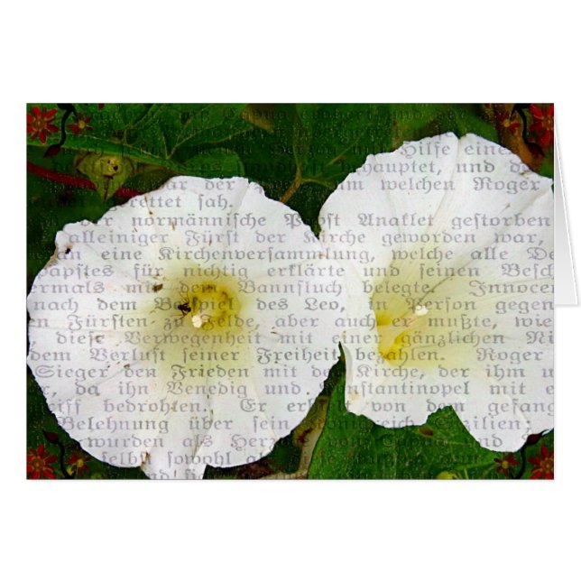 Field Bindweed (Front Horizontal)
