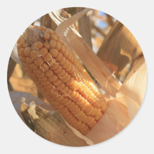 Field Corn on Stalk Classic Round Sticker
