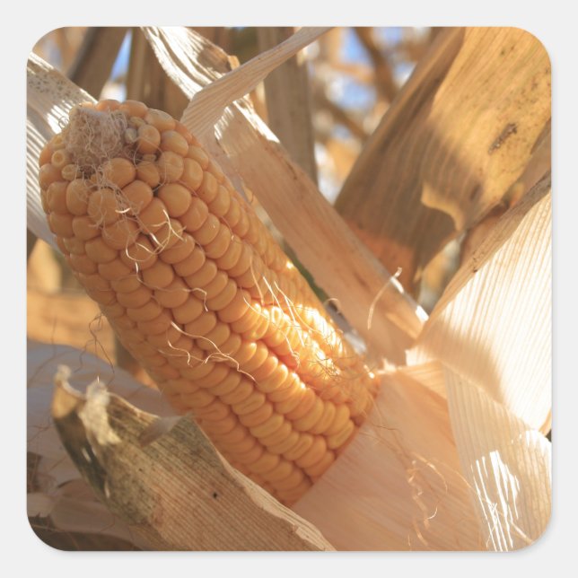 Field Corn on Stalk Square Sticker (Front)