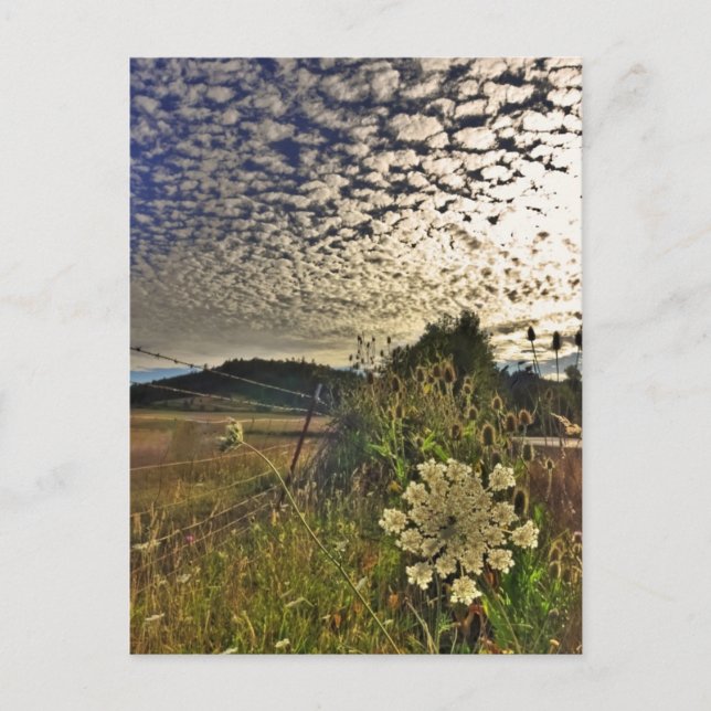 Field Flower Postcard (Front)