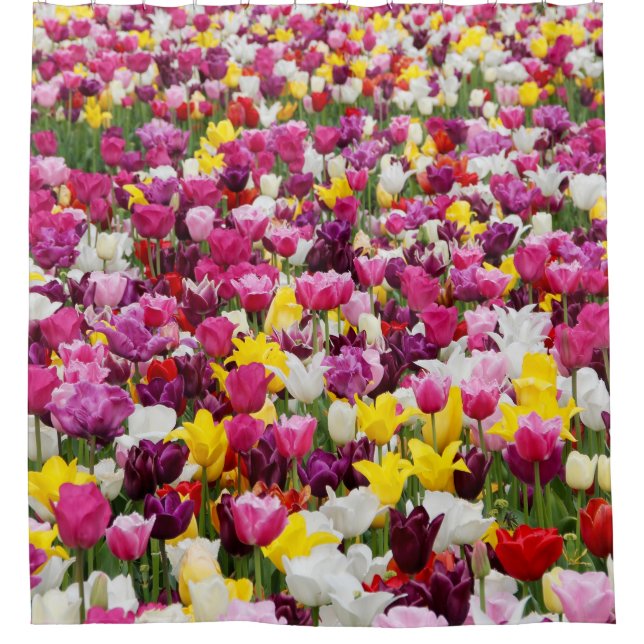 field full of tulips (Front)
