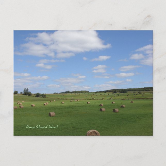 Field in PEI postcard (Front)