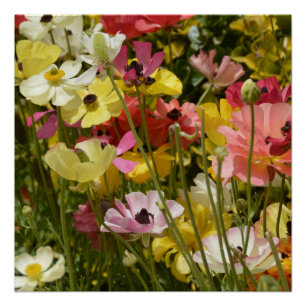 Field of Anemones Poster