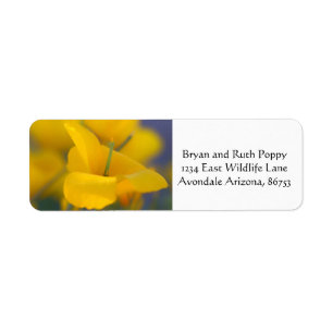 Field of blooming poppies