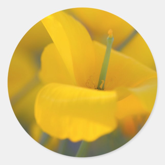 Field of blooming poppies classic round sticker (Front)