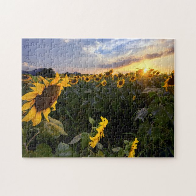 Field of Blooming Sunflowers Jigsaw Puzzle (Horizontal)