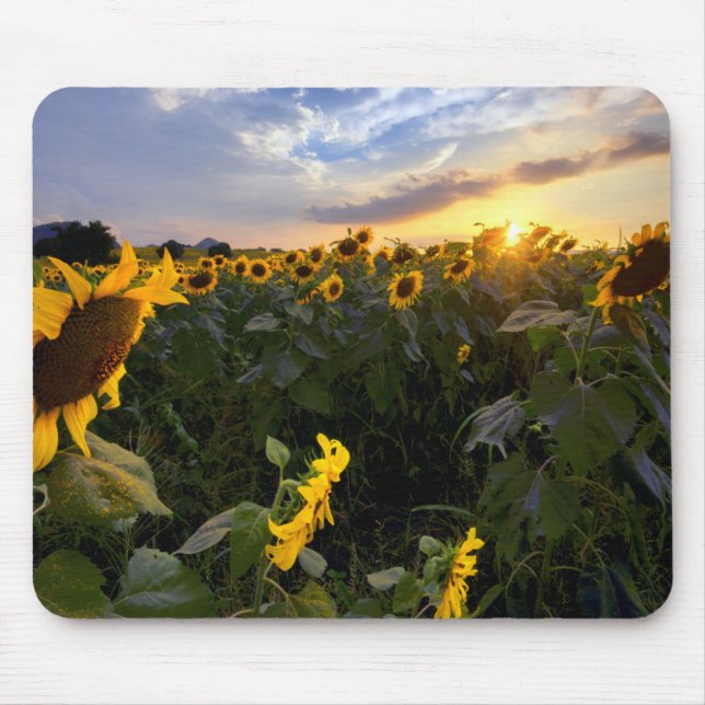 Field of Blooming Sunflowers Mouse Pad (Front)