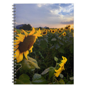 Field of Blooming Sunflowers Notebook