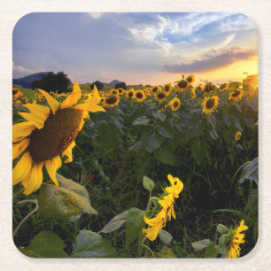Field of Blooming Sunflowers Square Paper Coaster