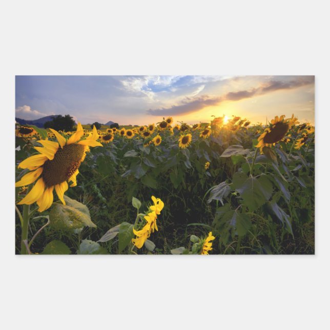 Field of Blooming Sunflowers Sticker (Front)
