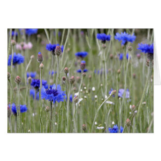 Field of Blue